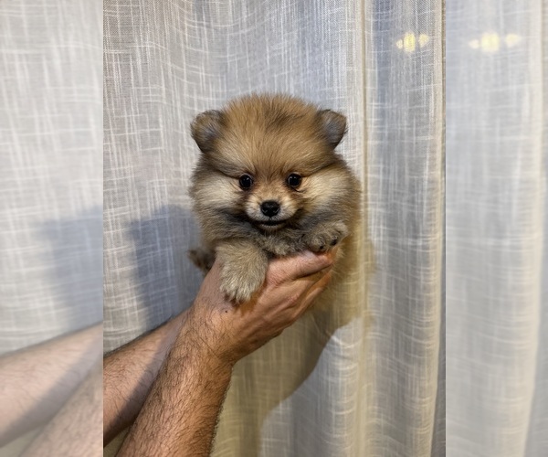 Medium Photo #12  Breeder Profile in ORLANDO, FL, USA