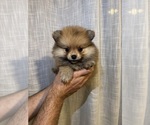 Small #11 Breeder Profile image