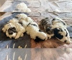 Small breeder photo