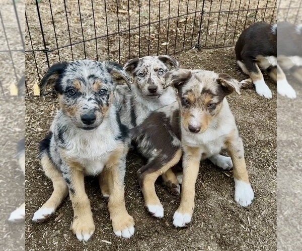 Medium Photo #27  Breeder Profile in CAMAS, WA, USA