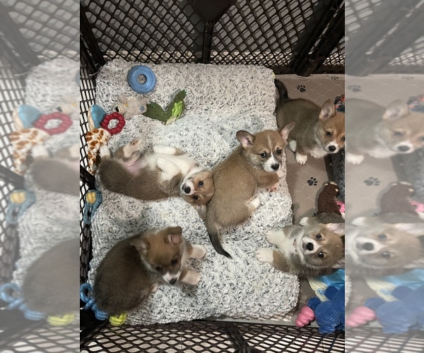 Medium Photo #8  Breeder Profile in OAKLEY, CA, USA