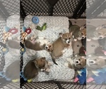Small #7 Breeder Profile image