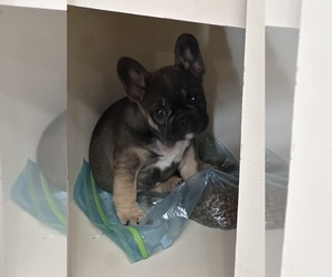 Medium Breeder Profile Photo