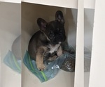 Small breeder photo