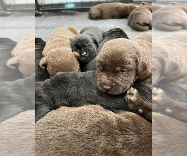 Medium Photo #1  Breeder Profile in KING GEORGE, VA, USA