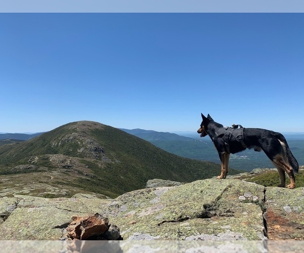 Medium Photo #36  Breeder Profile in CAMAS, WA, USA