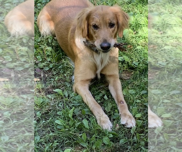 Medium Photo #41  Breeder Profile in LAKE GEORGE, NY, USA