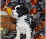 Small #95 Breeder Profile image