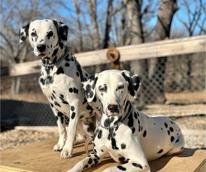 Dalmatian Dog Breeder near HUNTINGTON, AR, USA