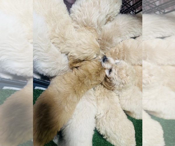 Medium Photo #2  Breeder Profile in TACOMA, WA, USA
