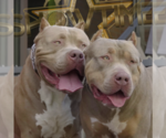 Small Photo #10  Breeder Profile in CLEARWATER, FL, USA