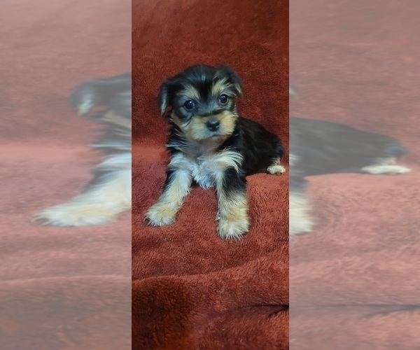 Medium Photo #302  Breeder Profile in AKRON, OH, USA