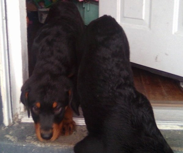 Medium Photo #2  Breeder Profile in BALTIMORE, MD, USA