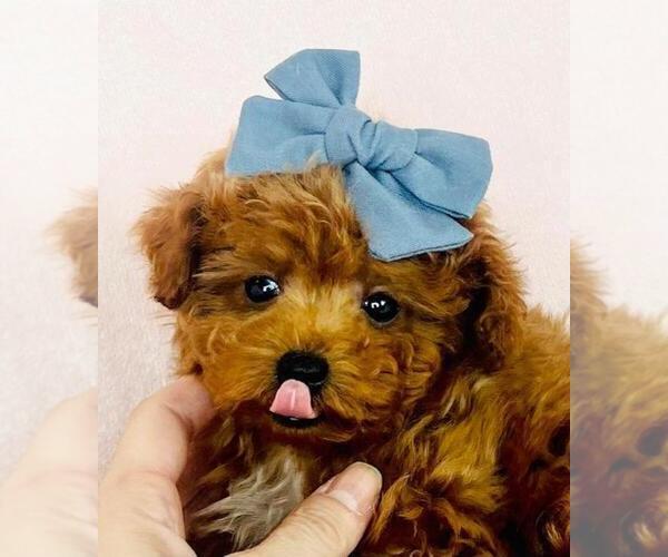 Medium Photo #21  Breeder Profile in PEMBROKE PINES, FL, USA