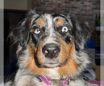 Small #61 Breeder Profile image