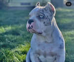 Small breeder photo