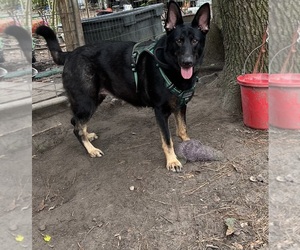 German Shepherd Dog Dog Breeder near LADSON, SC, USA