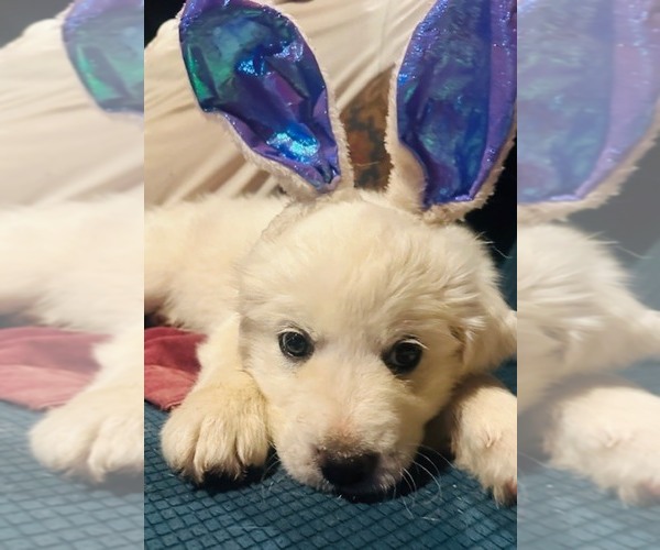 Medium Photo #3  Breeder Profile in LEBANON, TN, USA