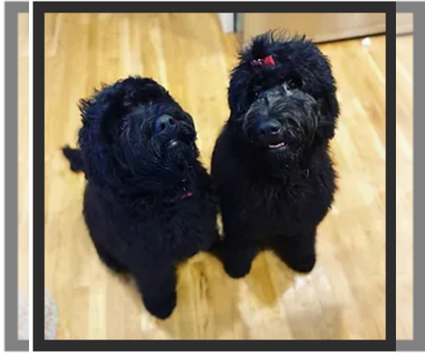 Medium Photo #1  Breeder Profile in RINGGOLD, GA, USA