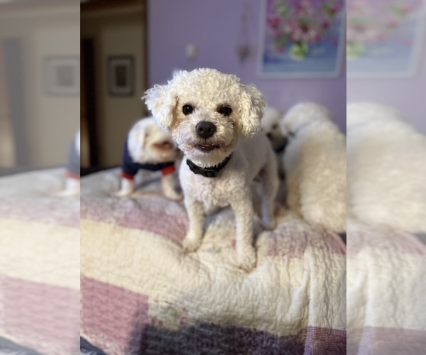 Medium Photo #3  Breeder Profile in PICKFORD, MI, USA
