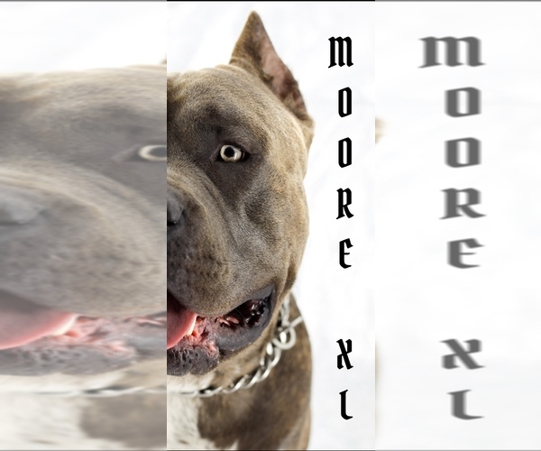 Medium Photo #1  Breeder Profile in BASTROP, TX, USA
