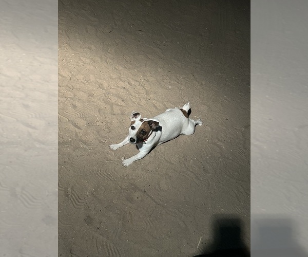 Medium Photo #14  Breeder Profile in BELLVILLE, TX, USA