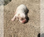 Small Photo #4  Breeder Profile in TRINITY, NC, USA
