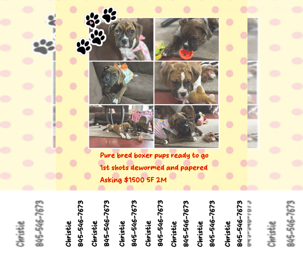Medium Photo #1  Breeder Profile in POUGHKEEPSIE, NY, USA