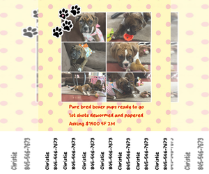Boxer Dog Breeder near POUGHKEEPSIE, NY, USA
