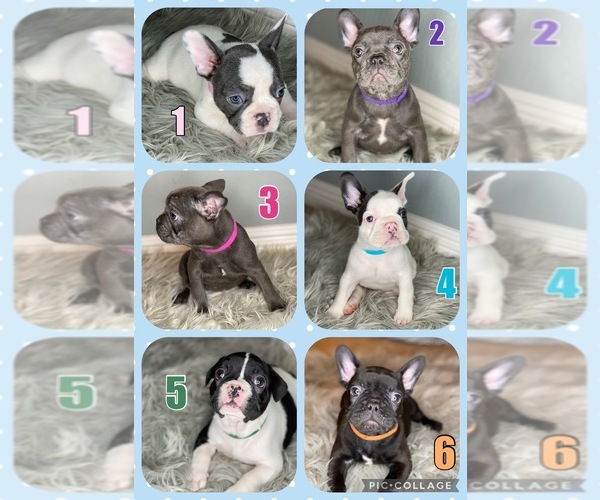 Medium Photo #1  Breeder Profile in HOLLISTER, CA, USA