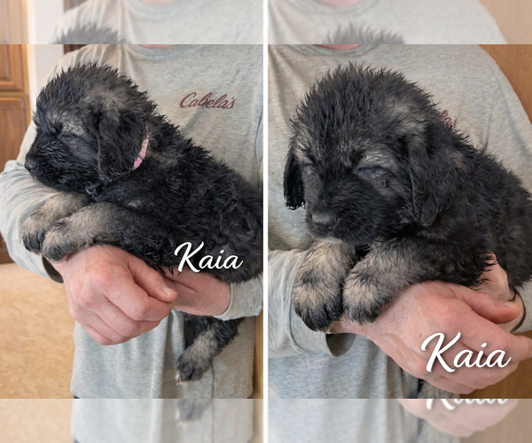 Medium Photo #4  Breeder Profile in AKELEY, MN, USA