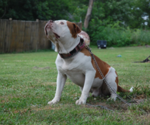 Medium Photo #1  Breeder Profile in DU QUOIN, IL, USA