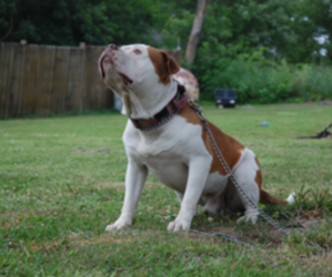 American Bulldog Dog Breeder near DU QUOIN, IL, USA