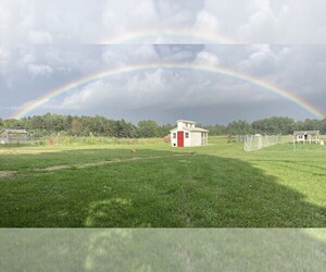 Golden Irish Dog Breeder near CARO, MI, USA