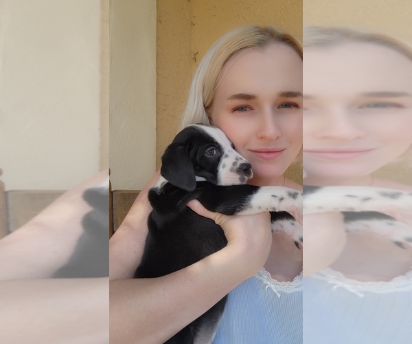 Medium Photo #1  Breeder Profile in FORT MYERS, FL, USA