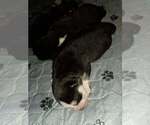 Small #39 Breeder Profile image