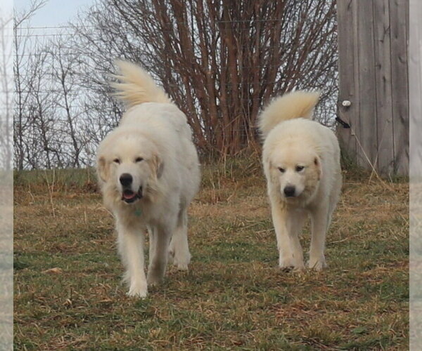 Medium Photo #5  Breeder Profile in NANCY, KY, USA