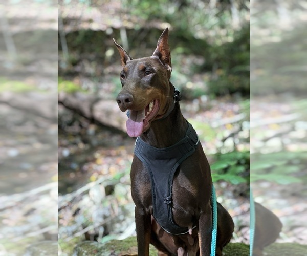 Medium Photo #14  Breeder Profile in LAFAYETTE, TN, USA