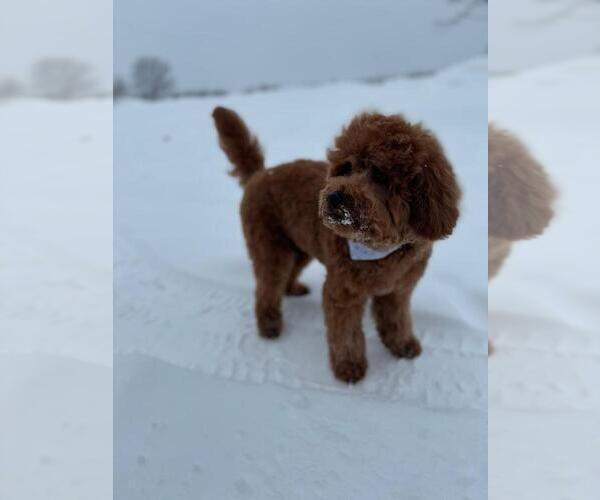 Medium Photo #7  Breeder Profile in GRAND RAPIDS, MI, USA
