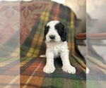 Small #3 Breeder Profile image