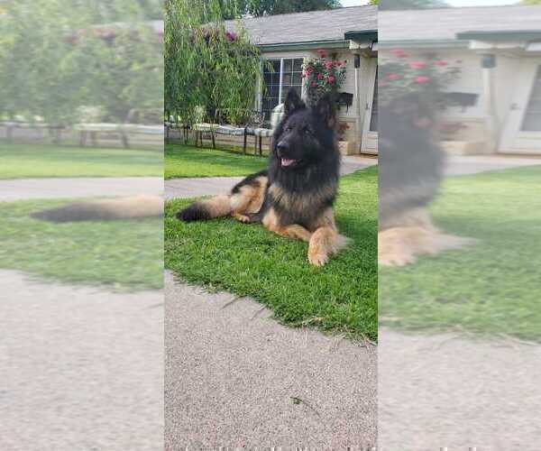 Medium Photo #2  Breeder Profile in ANTIOCH, CA, USA