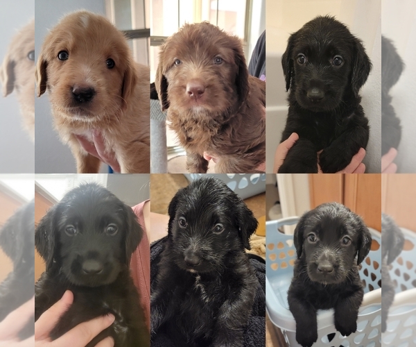 Medium Photo #1  Breeder Profile in GILBERT, AZ, USA