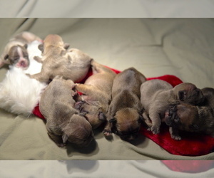 French Bulldog Dog Breeder in CEDAR HILL,  USA