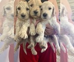 Small breeder photo