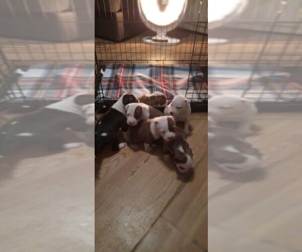 Medium Photo #1  Breeder Profile in MAYSVILLE, NC, USA