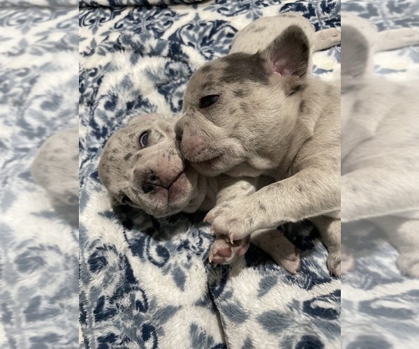 Medium Photo #1  Breeder Profile in TUCSON, AZ, USA