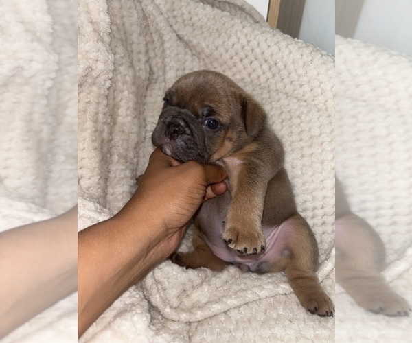 Medium Photo #5  Breeder Profile in BRONX, NY, USA