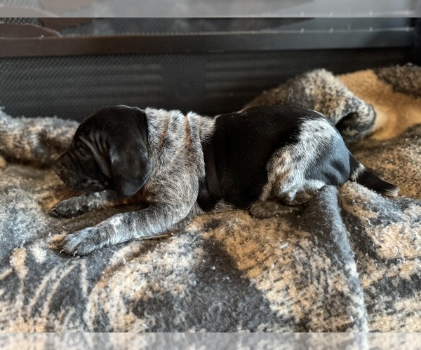 Medium Photo #16  Breeder Profile in BOONVILLE, IN, USA