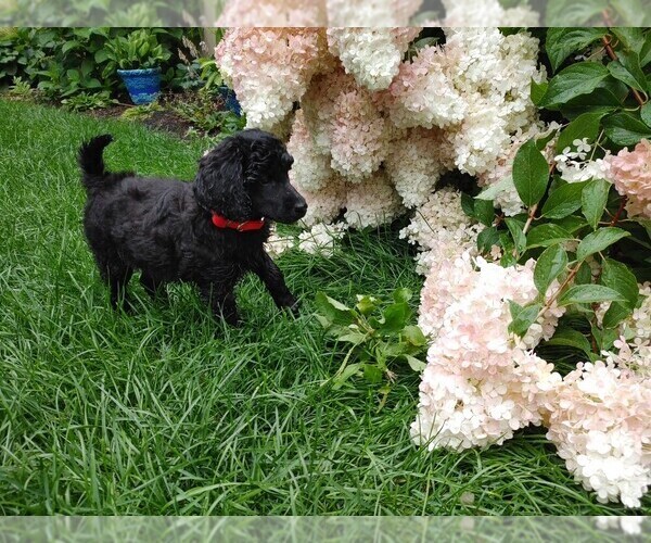 Medium Photo #4  Breeder Profile in CLAYTON, WA, USA