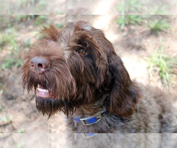 Medium Photo #10  Breeder Profile in DAYTON, TX, USA